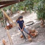 6.ไก่ที่ปล่อยตามสวนมะม่วง