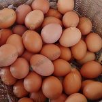 7.ผลผลิตไข่ไก่
