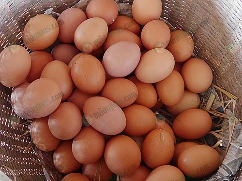 7.ผลผลิตไข่ไก่