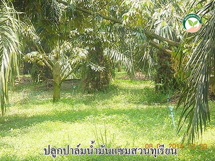 การจัดการสวนปาล์มน้ำมัน ต้นปาล์มในสวนทุเรียน การจัดการสวนปาล์มน้ำมัน ต้นปาล์มในสวนทุเรียน