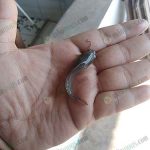 ลูกปลาขนาด-1-นิ้ว