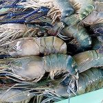 ประโยชน์ของกุ้ง