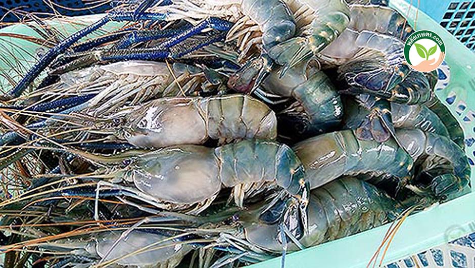 1.ประโยชน์ของกุ้ง