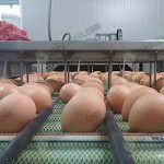 10.เครื่องล้างไข่ไก่