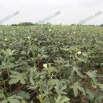 2.แปลงกระเจี๊ยบที่ปลูกติดกันอย่างหนาแน่น