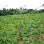 ระบบการส่งจ่ายน้ำแบบปริงเกลอร์ในการ ปลูกผักชีไทย