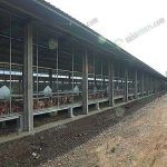 3.โรงเรือนเลี้ยงไก่ไข่พ่อแม่พันธุ์ไทยบราวน์