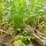 4.พร้อมเก็บจำหน่าย