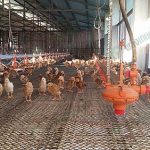 4.โรงเรือนอนุบาลลูกไก่