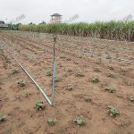 5.กล้ากระเจี๊ยวเขียวที่นิยมปลูกแบบหยอดเมล็ดลงหลุม