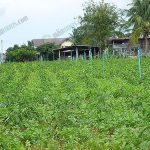 5.ต้นพริกและผักชีที่ปลูกแซมกันในพื้นที่