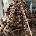 5.พ่อแม่พันธุ์ไทยบราวน์