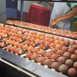 พนักงานคัดแยก ไข่ซีลีเนียม ที่ไม่ได้มาตรฐานออก