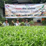 8.การเก็บผักคุณภาพ