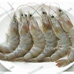 กุ้งขาว