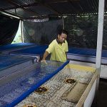 คุณมานพ-จีนโน-กำลังให้น้ำจิ้งหรีด