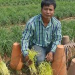 1.คุณคำตัน-ส่วยนนท์-ประธานกลุ่มปลูกกุยช่ายขาวแห่งบ้านนาเพียง