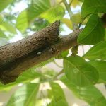 1.นำพืชชนิดเดียวกันมาผูกติดกันเพื่อให้เกิดเป็นพืชต้นใหม่ขึ้นมา