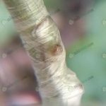 2.การทาบพันด้วยพลาสติกให้แน่น (https.upload.wikimedia.orgwikipediacommonsbb8Rose_chip_budding_right_after_grafting)