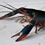 2.กุ้งก้ามแดง