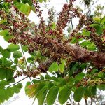 2.ต้นมะยม (https.upload.wikimedia.orgwikipediacommonsbbfGooseberry_tree)