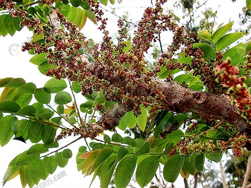 2.ต้นมะยม (https.upload.wikimedia.orgwikipediacommonsbbfGooseberry_tree)