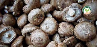 การเพาะเห็ดหอม ผลผลิตเห็ดหอม คุณภาพ-https.pixabay.comphotosedible-mushroom-shiitake-mushrooms-3581915