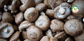 การเพาะเห็ดหอม ผลผลิตเห็ดหอม คุณภาพ-https.pixabay.comphotosedible-mushroom-shiitake-mushrooms-3581915