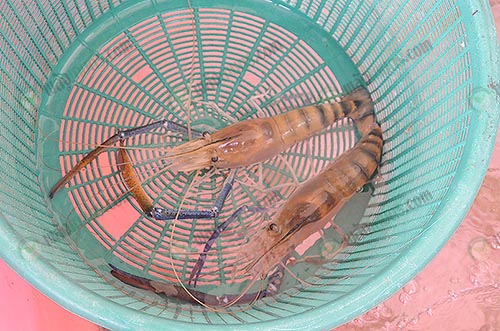 3.กุ้งก้ามกรามคุณภาพ-ตัวใหญ่-ตามที่ลูกค้าต้องการ