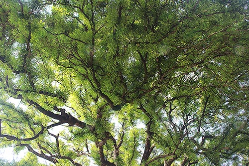 3.ต้นมะขาม (https.upload.wikimedia.orgwikipediacommons223Tamarind_tree_in_Raja_Ji_Than_Complex_Manraja)