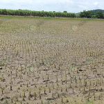 3.แปลงข้าวไรซ์เบอร์รี่กำลังฟื้นตัวจากน้ำท่วม