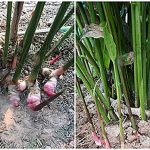 การปลูกข่า ปลูกง่าย ชอบดินที่มีความร่วนซุย แต่ไม่ชอบความแฉะ