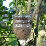 4.ตัดกิ่งพันธุ์ดีตรงระดับกันกระเปาะหรือตุ้มทาบก่อน (https.upload.wikimedia.orgwikipediacommonscc5Grafting_lemon_tree)