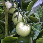 4.มะเขือเทศลูกใหญ่-มีคุณภาพ-https.www_.maxpixel.netGrowing-Tomatoes-Green-Garden-Organic-1779970