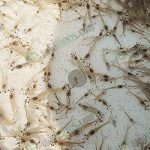 4.ลูกกุ้ง-super-PL-ของ-ซีพี