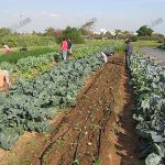 5.การใช้กับดักแสงไฟล่อแมลงในช่วงเวลากลางคืน (https.upload.wikimedia.orgwikipediacommonsaaaTroubled_youth_growing_organic_vegetables)