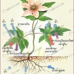 5.พืชเจริญเติบโตและแข็งแรงดีขึ้น