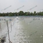 5.เปิดเครื่องตีน้ำเพื่อเพิ่มอากาศในบ่อเลี้ยงโดยเฉพาะในช่วงเวลากลางคืน