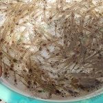 6.กุ้ง-super-PL-ราคา-30-สต.-ช่วยย่นระยะเวลาในการเลี้ยง