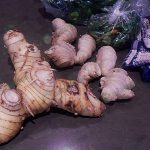 6.ผลผลิตข่าได้คุณภาพ-https.www_.google.comsearchqGalangaltbmischsourcelnttbssurfmcsaXved0ahUKEwjIsdzI0NjhAhUViXAKHbz8DQcQpwUIIQbiw1028bih939dpr1imgrcfTDYzeg2IfFtOM