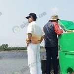 7.คุณอเล็กซ์จะดูงานเองทุกขั้นตอนเพื่อคุณภาพของกุ้งในฟาร์ม