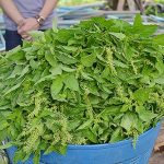 กะเพราที่ตัดและล้างน้ำเรียบร้อยแล้วเตรียมส่ง