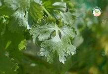 การปลูกผักชี -https.pixabay.comphotosreal-coriander-coriander-115373