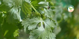 การปลูกผักชี -https.pixabay.comphotosreal-coriander-coriander-115373