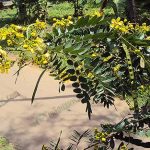 ต้นขี้เหล็ก (https.upload.wikimedia.orgwikipediacommons559Senna_siamea_leaves_and_flowers_04)