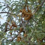 ต้นมะขาม (https.upload.wikimedia.orgwikipediacommons449A_aesthetic_Tamarind_tree)