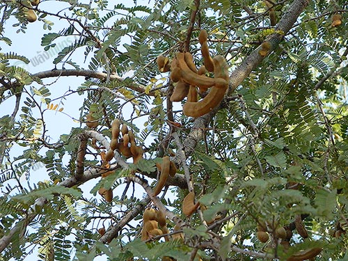 ต้นมะขาม (https.upload.wikimedia.orgwikipediacommons449A_aesthetic_Tamarind_tree)