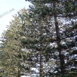 ต้นสนฉัตร (https.upload.wikimedia.orgwikipediacommons116Norfolk_Island_pine_3393872113)