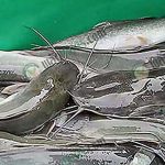 ปลาดุกรัสเซีย