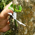 สอดต้นตอเข้าไปในเนื้อไม้ และพันพลาสติกให้แน่น (https.upload.wikimedia.orgwikipediaen117Coffee_plant_graft)